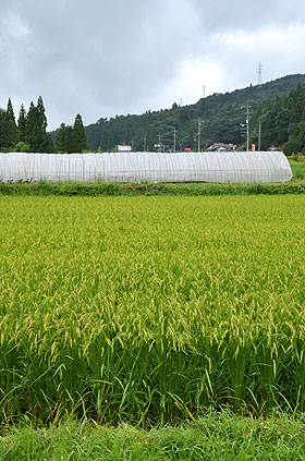 田んぼ